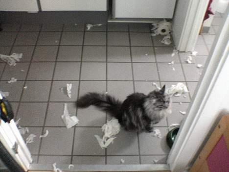 Maine Coon silver - hobe ikke far ser de her billede 7