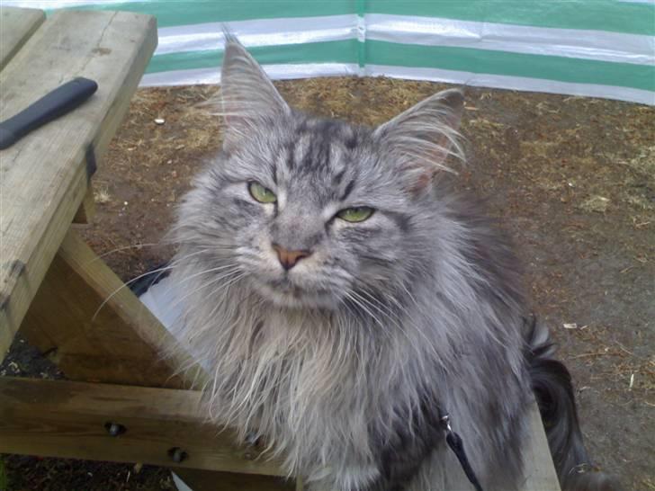 Maine Coon silver billede 8