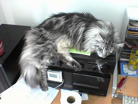 Maine Coon silver billede 9