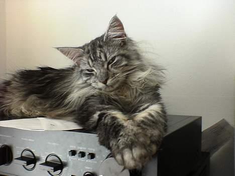 Maine Coon silver billede 10