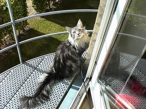 Maine Coon silver billede 11