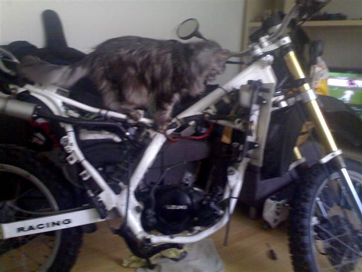 Maine Coon silver - silver og rmx billede 12