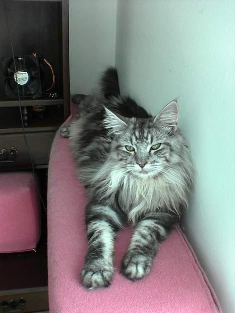 Maine Coon silver billede 13