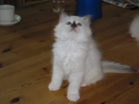 Hellig Birma Europa - (død 13/3-06) - Tag nu det billede... billede 10