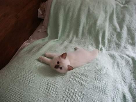 Hellig Birma Europa - (død 13/3-06) - Hej hej... billede 11