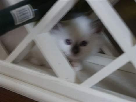 Hellig Birma Europa - (død 13/3-06) - Hihi, mig i vinreolen :) billede 12