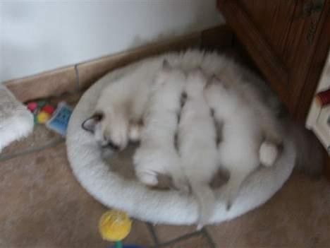 Hellig Birma Europa - (død 13/3-06) - Mig og mine søskende hos mor, Isolde... billede 13