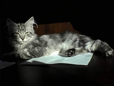 Maine Coon silver billede 14