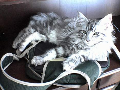 Maine Coon silver billede 15