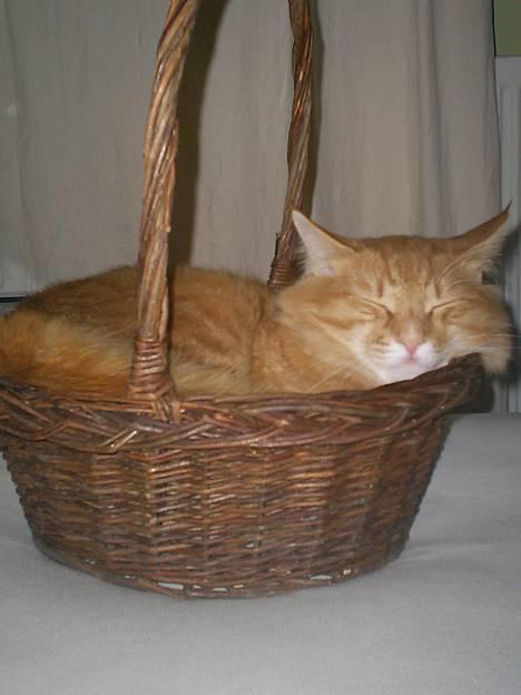 Norsk Skovkat IC Fyrendal's Achilleus - Klemmer mig ned, og får en lur!! billede 1