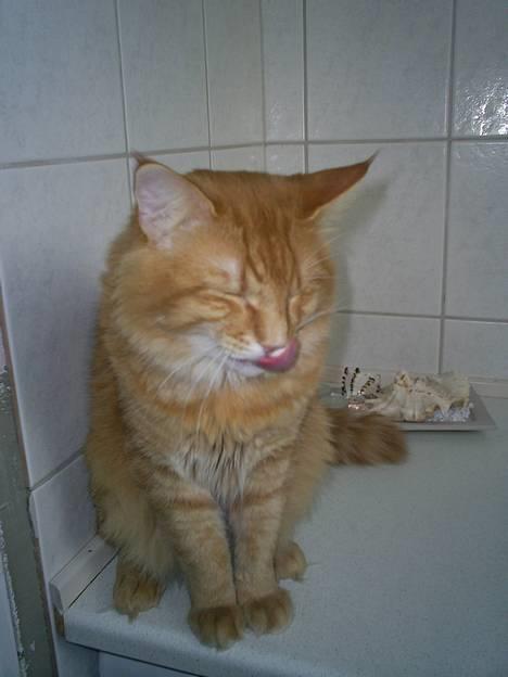 Norsk Skovkat IC Fyrendal's Achilleus billede 2