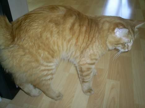 Norsk Skovkat IC Fyrendal's Achilleus billede 3