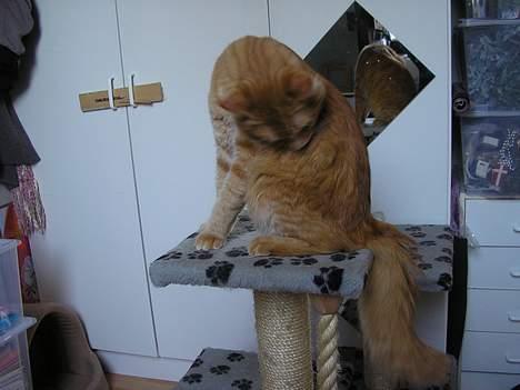 Norsk Skovkat IC Fyrendal's Achilleus - Så er det bade tid!! billede 4