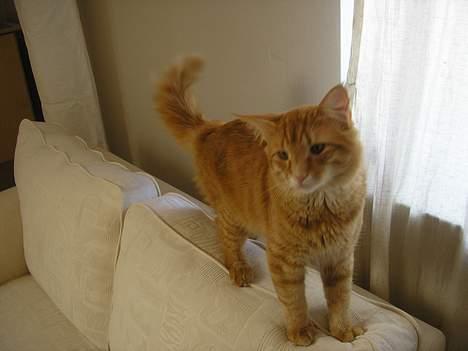 Norsk Skovkat IC Fyrendal's Achilleus - Jeg lister mig afsted på tå.... billede 5