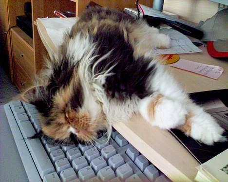 Perser Fiona billede 10