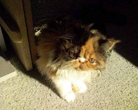 Perser Fiona - Jeg er altså ikke sur men sådan ser jeg ud;-) billede 11