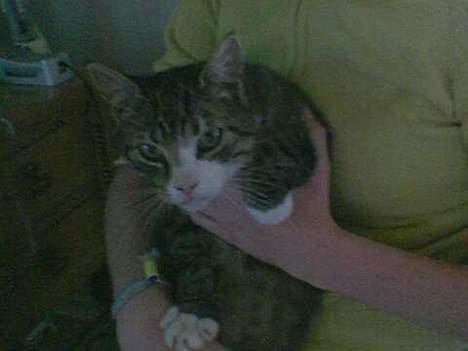 Blanding af racer Max - Hey nu kommer jeg over til dig mor billede 1