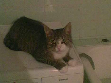 Blanding af racer Max - Du tog mig lige mens jeg prøvede at sove billede 2