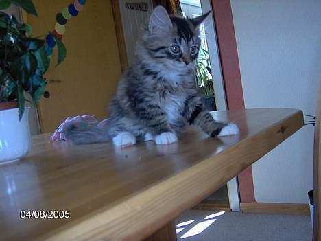 Blanding af racer Connie Bolette - her en hun ikk så gammel, og har stadig en anelse svært med motorikken...hehe billede 2