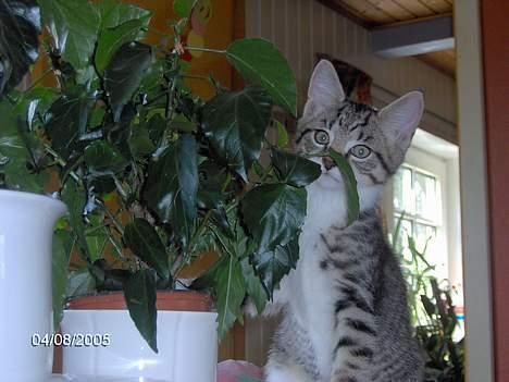 Blanding af racer pjevs - her er pjevs i færd med at æde en plante... han tror ikk vi kan se ham...  billede 1