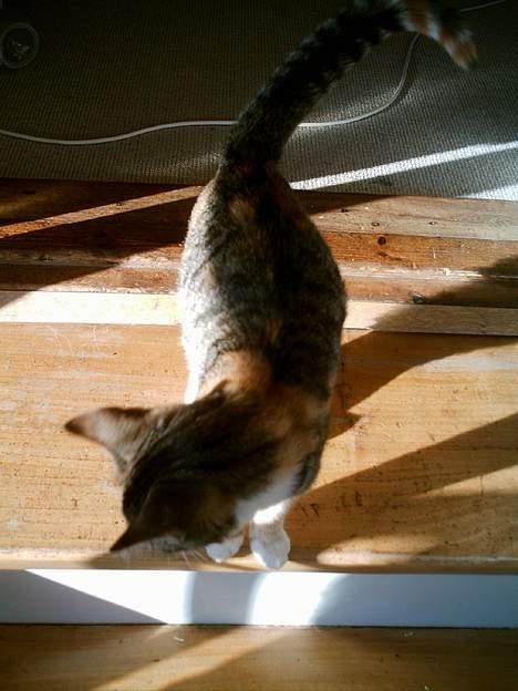 Blanding af racer Buller mis - Hvad kan jeg så finde på af nare streger? billede 2