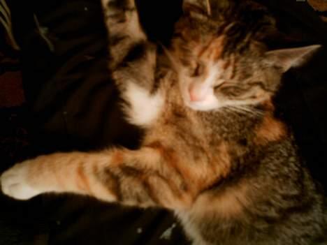 Blanding af racer Buller mis - Jeg tar´ lige en slapper billede 3