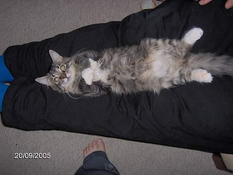 Blanding af racer Connie Bolette - Her ligger hun så i dyb trance, da hun blir nusset på sin vom! billede 3