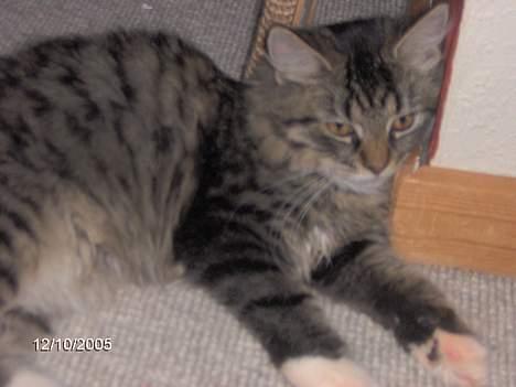 Blanding af racer Connie Bolette - BRRR... her ligger jeg lig og gør mig læker... BRUUUUM! billede 4