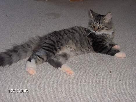 Blanding af racer Connie Bolette - så skal vi da lige ligge lidt og samle kræfter til den næste aktivitet, ikk!? billede 5