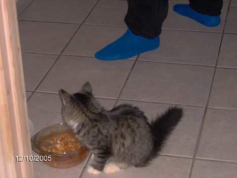 Blanding af racer Connie Bolette - LASANGE!!! garfield har ikk levet forgæves! yammi! billede 6