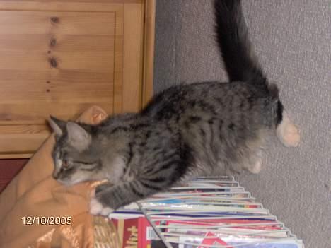 Blanding af racer Connie Bolette billede 7