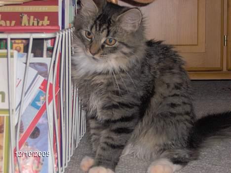 Blanding af racer Connie Bolette - -"NEEJ, hvor er jeg lækker!!" billede 8