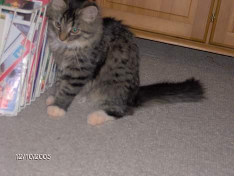 Blanding af racer Connie Bolette billede 9