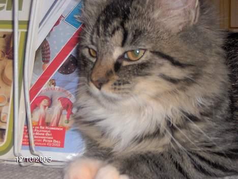 Blanding af racer Connie Bolette - RauWw!! billede 10