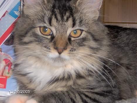 Blanding af racer Connie Bolette - her kan man se hendes flotte præcise aftegninger, og lange knurhår.. billede 11