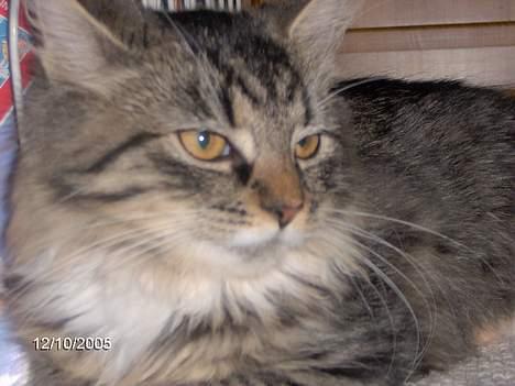 Blanding af racer Connie Bolette - miauUW! billede 12