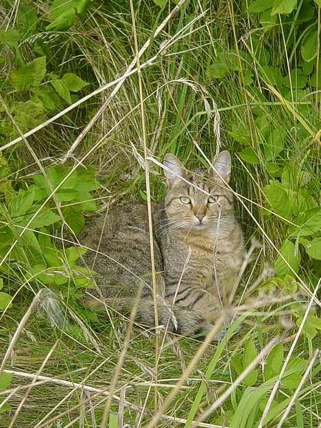 Huskat TIGER - tiger hygger sig i græsset billede 1