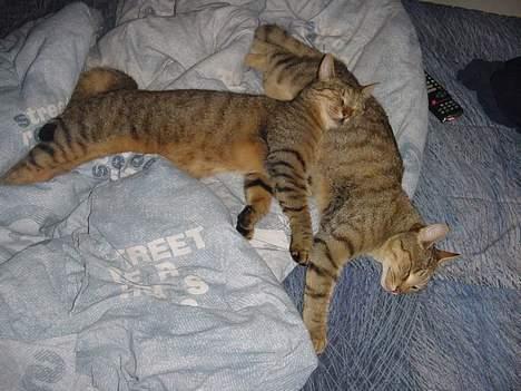 Huskat TIGER - tiger og brumbas  trætte billede 2