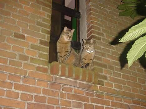 Huskat TIGER - her sidder de og kikker det tiger med halsbånd, billede 3