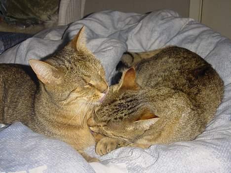 Huskat TIGER - brumbas vasker tiger billede 4