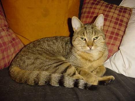 Huskat TIGER - helt nylavet billede af tiger billede 5