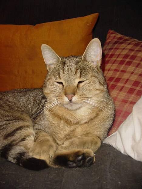 Huskat TIGER - og hygge igen billede 6