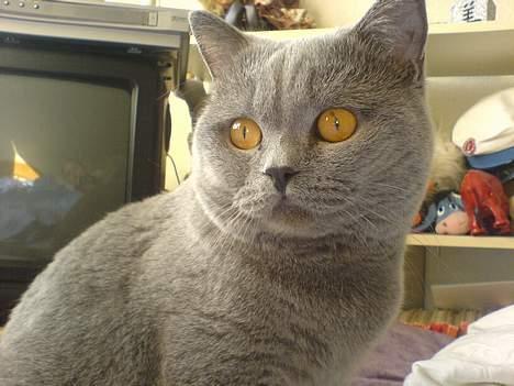 British Shorthair Felix  billede 8