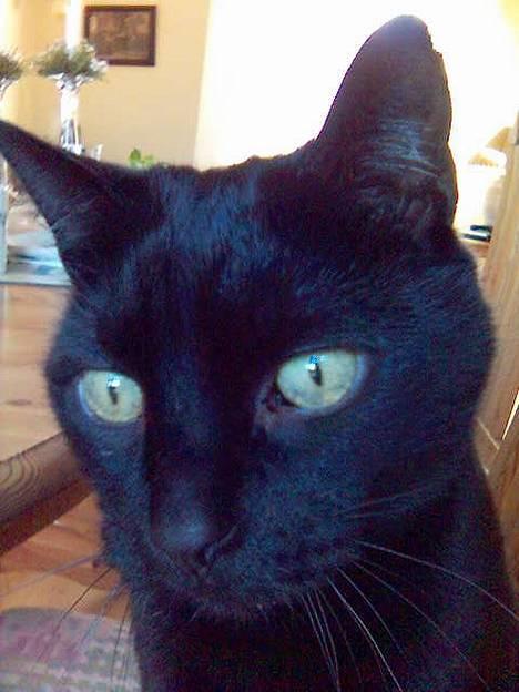 Huskat Simba.  - simba kikker ud i haven........ billede 11