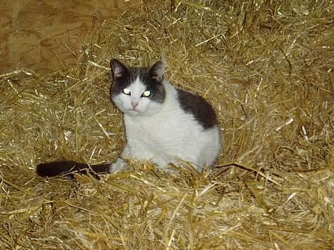 Blanding af racer Gråmis -  heeij og velkommen  billede 1