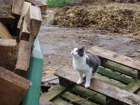 Blanding af racer Gråmis - 1 2 3 og nu hopper jeg billede 2