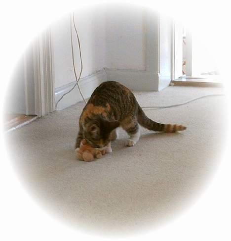 Blanding af racer Buller mis - KILLER cat!!   I´m dangeroues!!? billede 4