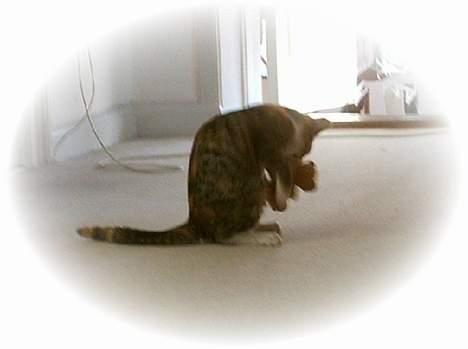 Blanding af racer Buller mis - Og så er hun igang igen med bamsen!! billede 5