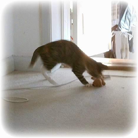 Blanding af racer Buller mis - Haps du er fanget!! billede 6