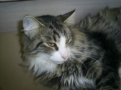 Norsk Skovkat Team Andersen's Daisy billede 2